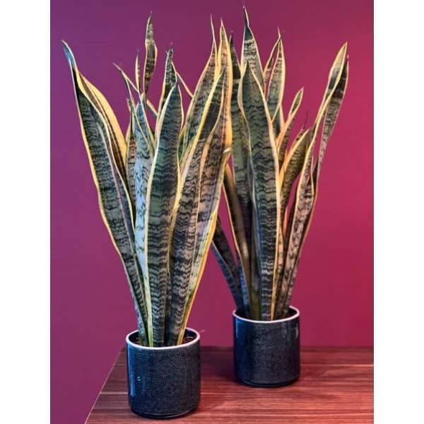 Sansevieria Paşa Kılıçı Bitkisi (Büyük Boy)